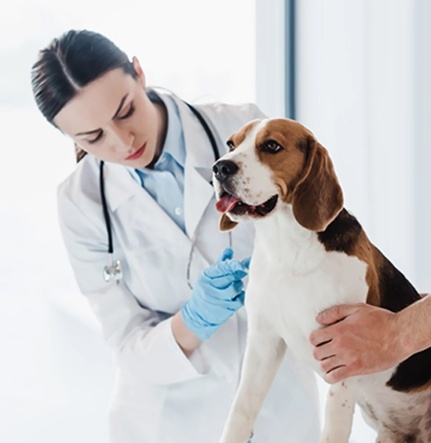 Güngören Veteriner